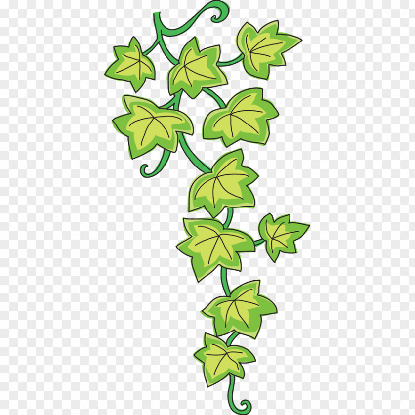 Enredadera Vine Common Ivy Drawing Sticker Clip Art PNG