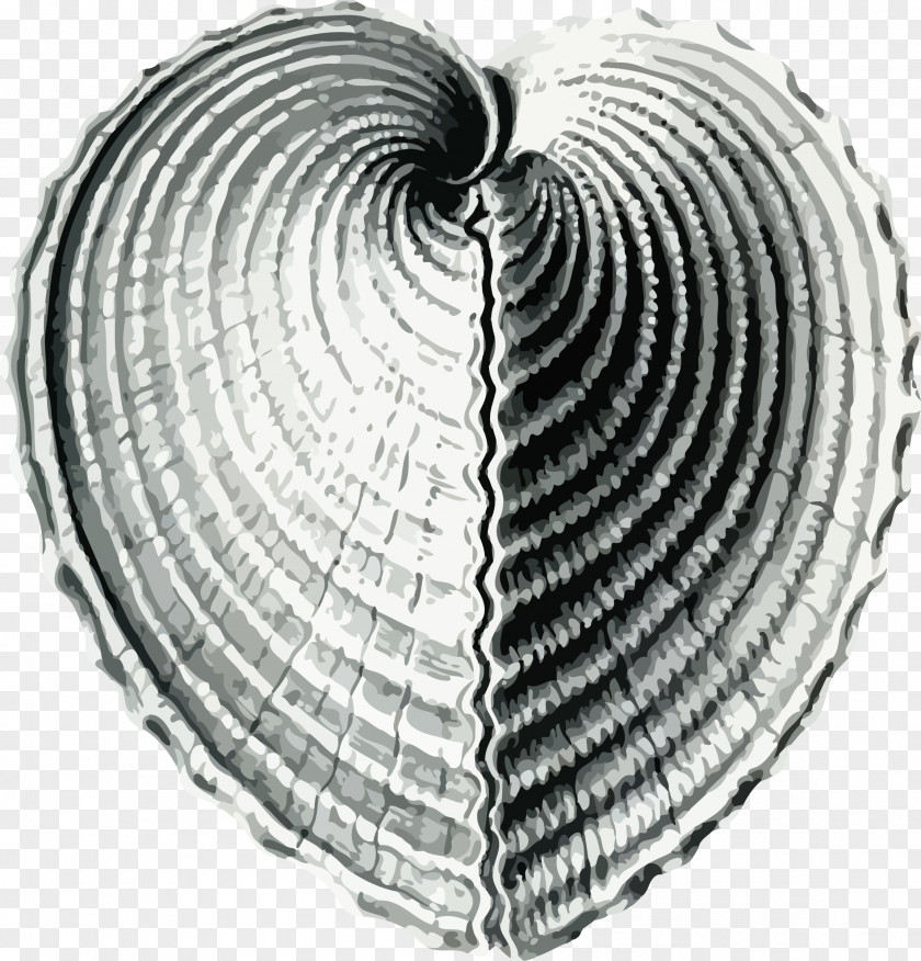 Seashell Cockle Bivalvia Clip Art PNG