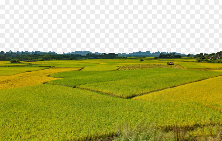 Endless Rice Gadu Foxtail Millet PNG