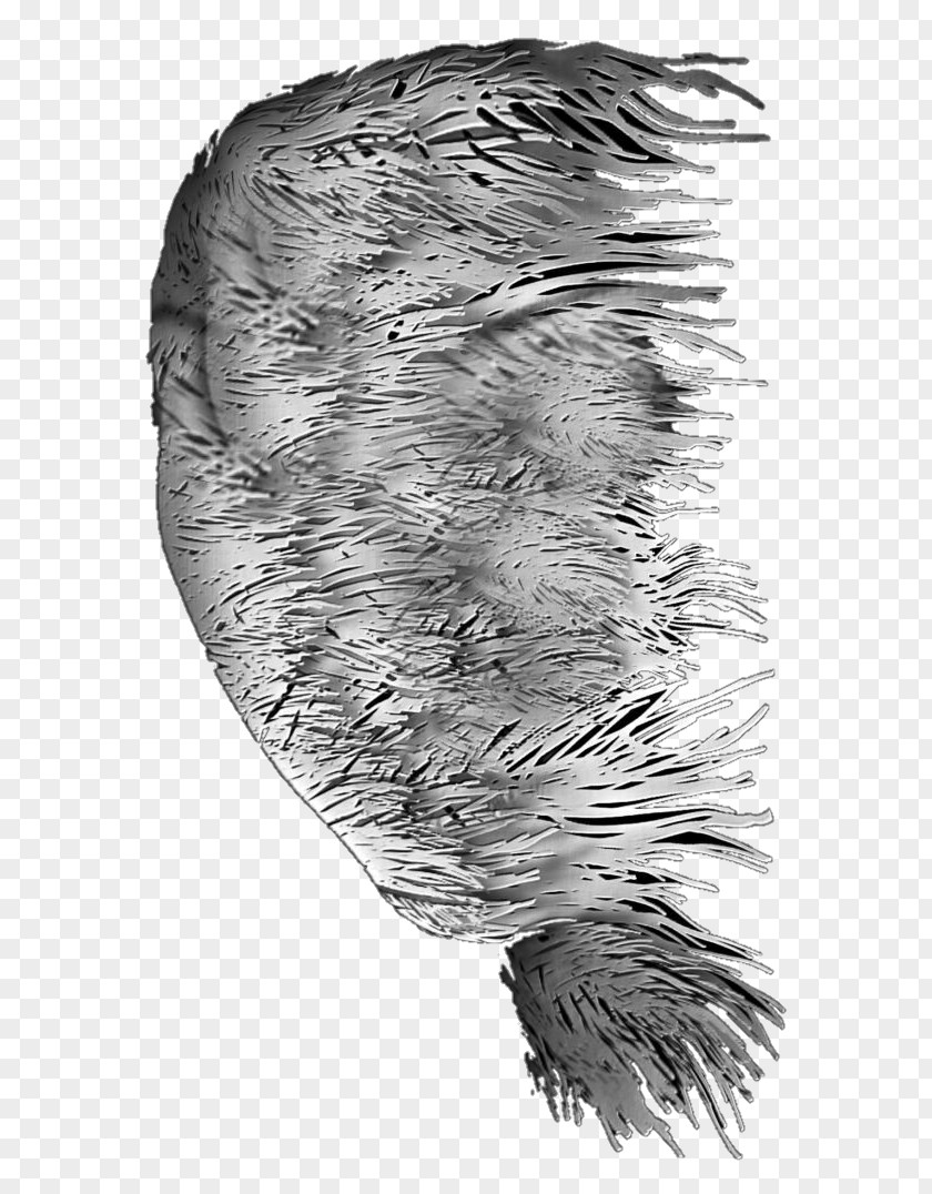 Feather Fur Beak White Tail PNG