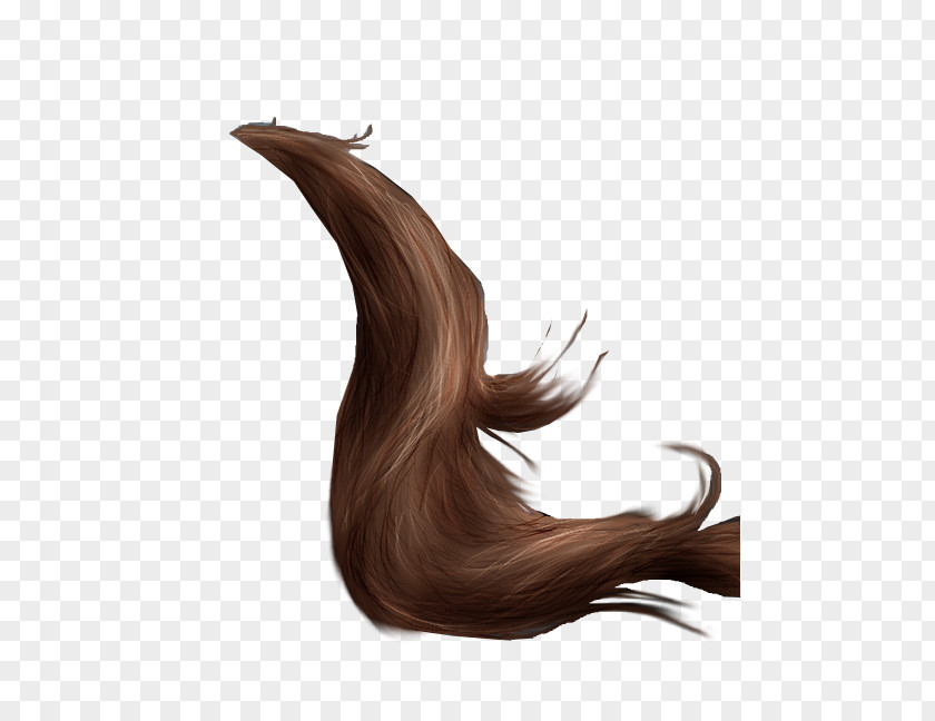 Horse Grooming Tail Mane Drawing PNG