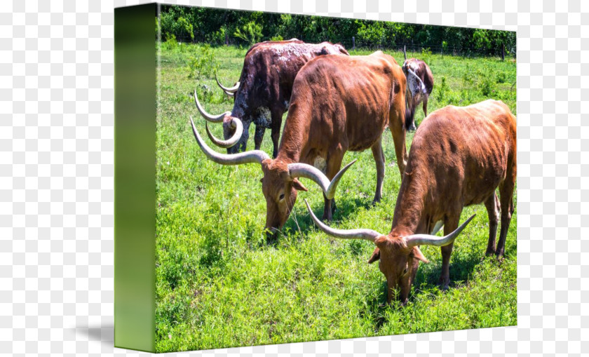 Longhorn Texas English Grazing Pasture Ox PNG