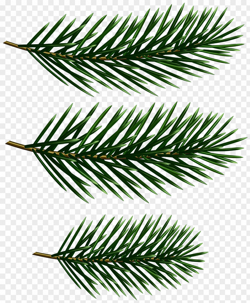 White Pine Yellow Fir Branch Columbian Spruce Shortleaf Black PNG