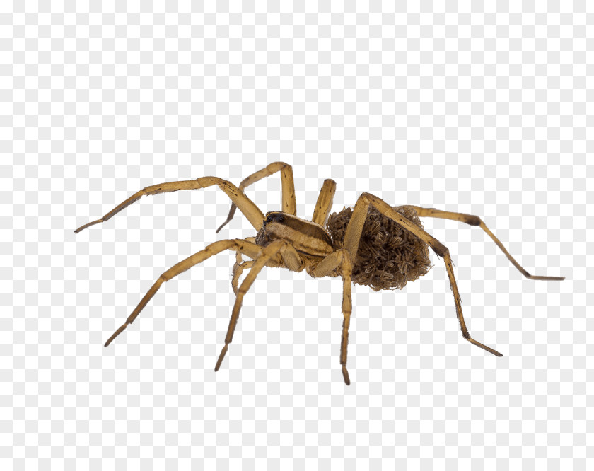 Wolf Spider Ant Insect Stock Photography PNG
