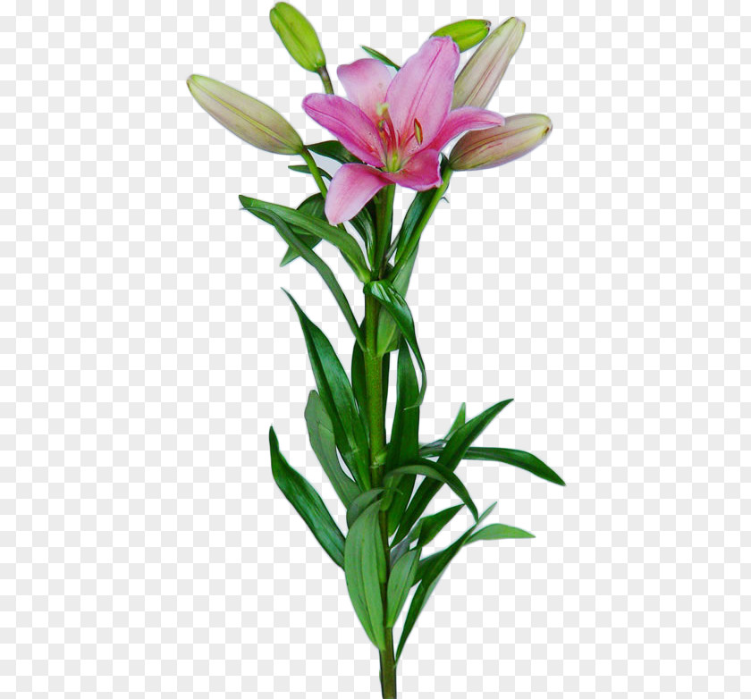 Bulb Lilium Rose Oriental Hybrids Cut Flowers PNG