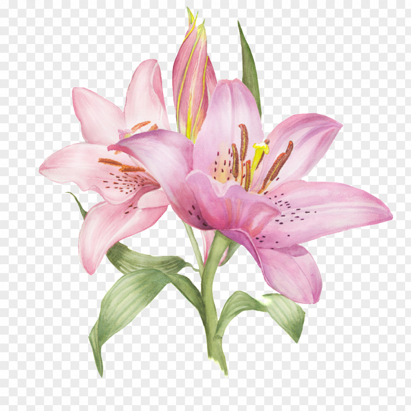 Pink Lily Lilium Photography Illustration PNG