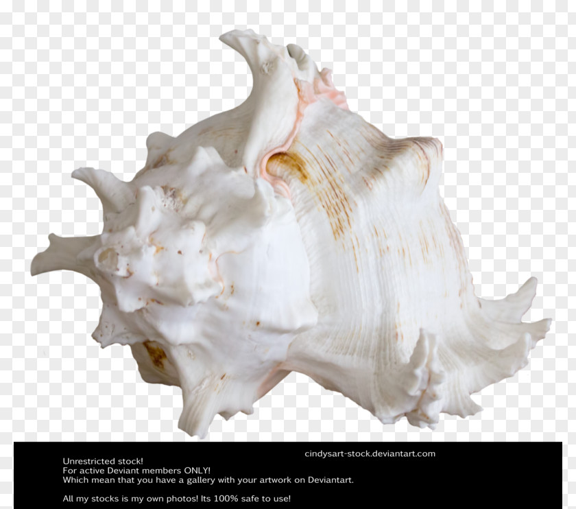 Shellfish Shell Seashell Art AutoCAD DXF PNG