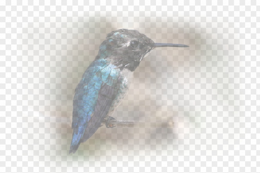 Colibri Hummingbird M Fauna Beak PNG
