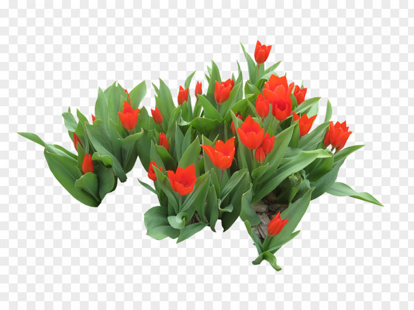Leaf Frame Png Psd Files Floral Design Bird's Eye Chili Tulip Image PNG