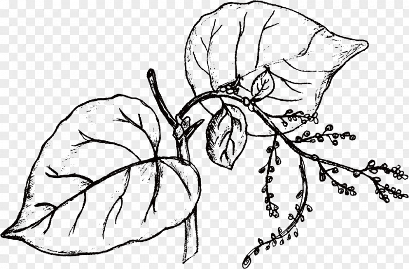 Line Drawing Of Plant Flower Leaf PNG
