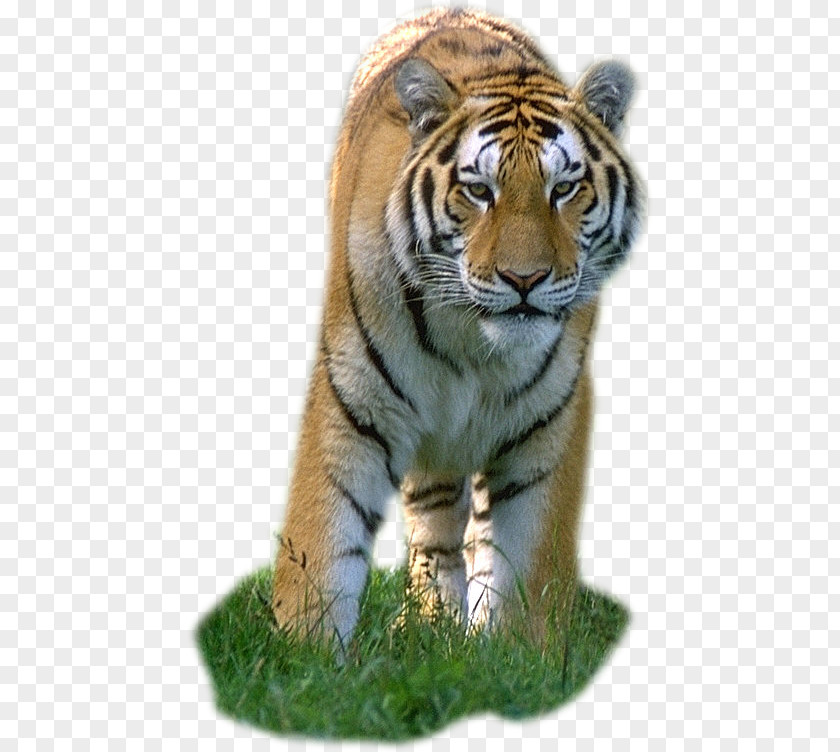 Lion Leopard Bengal Tiger Felidae Cat PNG