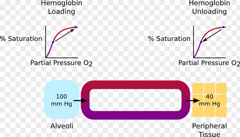 Means Of Transport Oxygen–hemoglobin Dissociation Curve Molecular Orbital Diagram Technology PNG