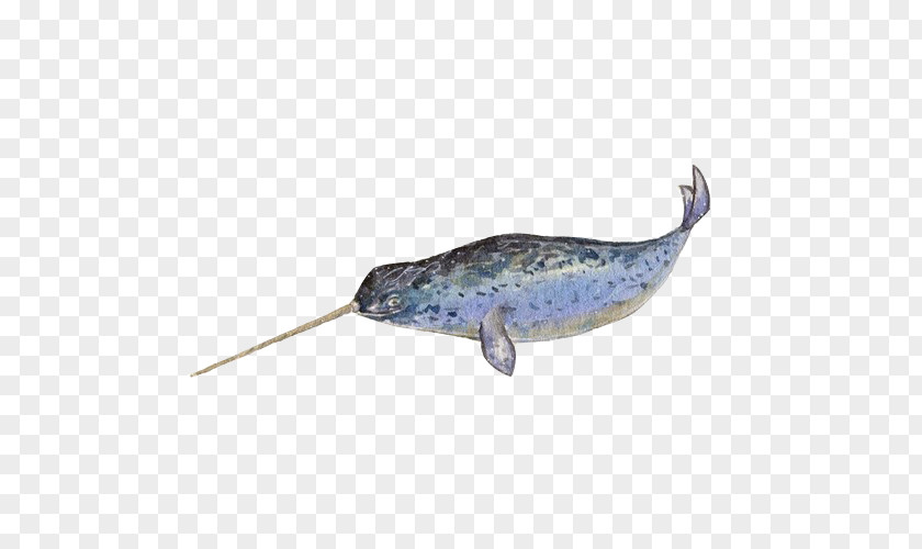 Narwhal Whale Hand Painting Material Picture Right Whales PNG