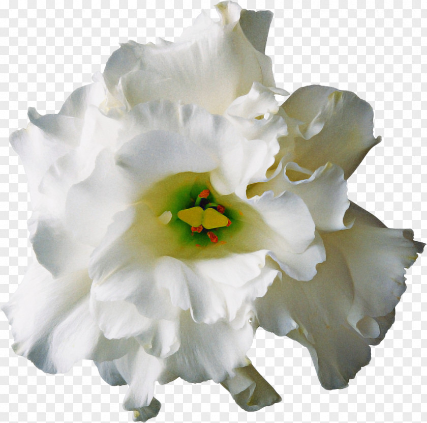 Cattleya Amaryllis Family Flowers Bouquet PNG