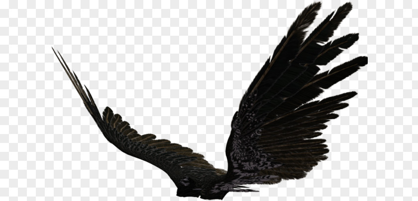 Falconiformes Tail Eagle Drawing PNG