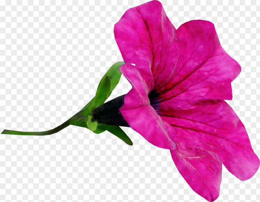 Magenta Petunia Flower Petal Bougainvillea Plant Pink PNG