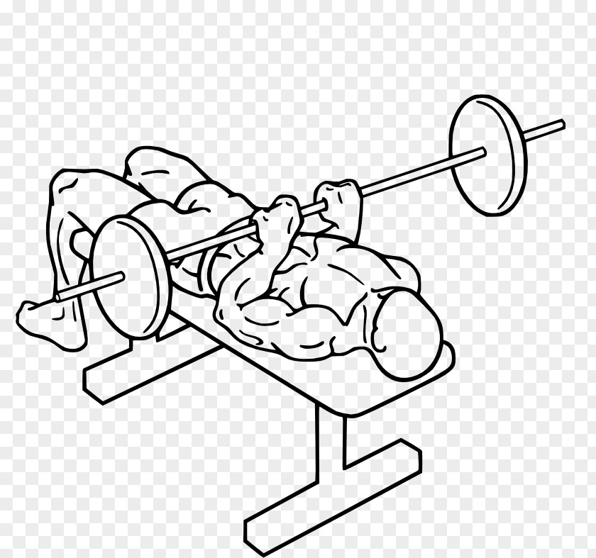 Barbell Bench Press Triceps Brachii Muscle Exercise PNG