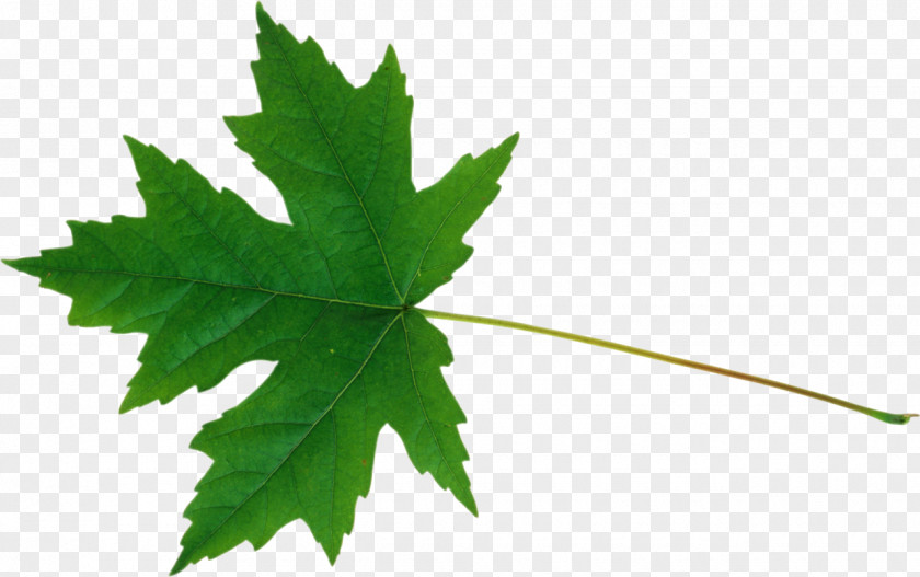 Leaves Maple Leaf Sugar Silver Tree PNG