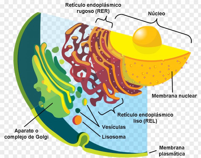 Plants Vesicle Plant Cell Secretion Membrane PNG
