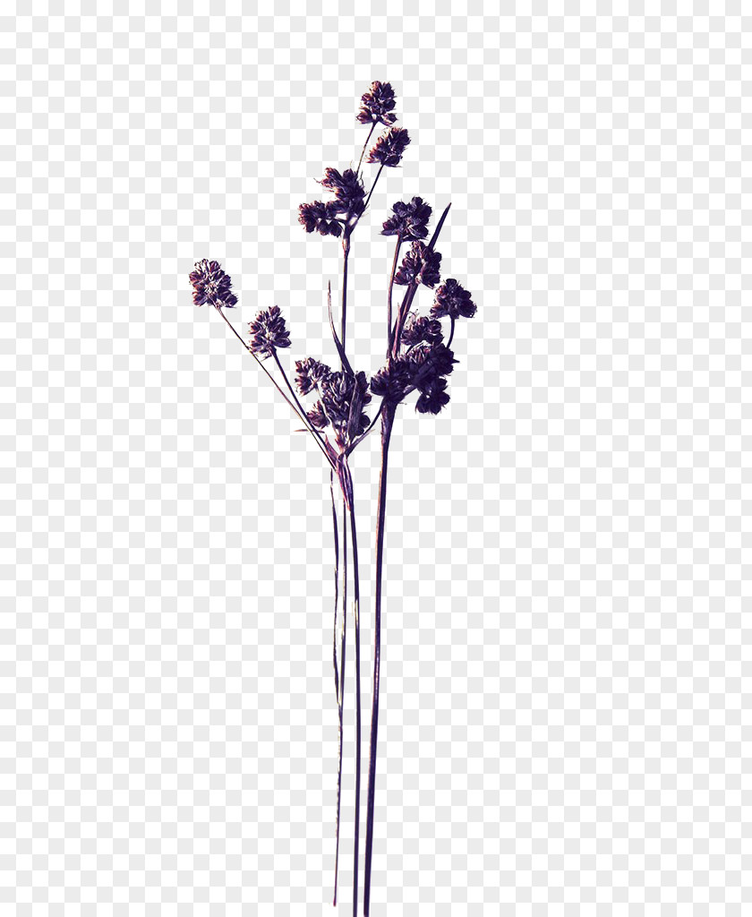 Purple Dried Flowers Pressed Flower Craft Stock Photography PNG