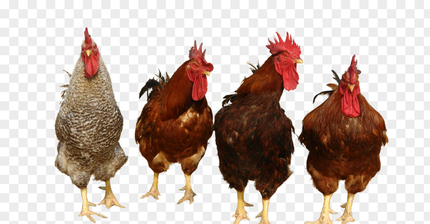 A Group Of Cock Chicken Curry Poultry Rooster PNG