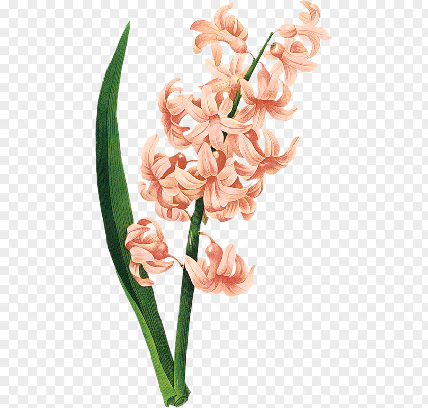 Hyacinth Grape PNG