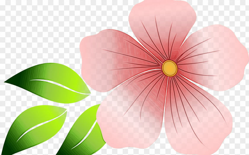 Impatiens Wildflower Pink Flower Cartoon PNG