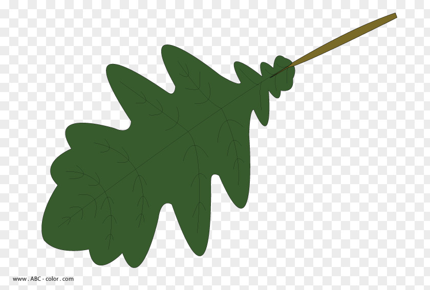 Leaf Clip Art Raster Graphics Eichenlaub PNG