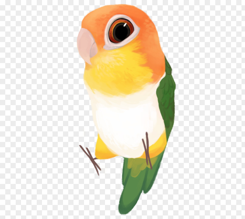 Parrot Budgerigar Lovebird Green-thighed Parakeet PNG