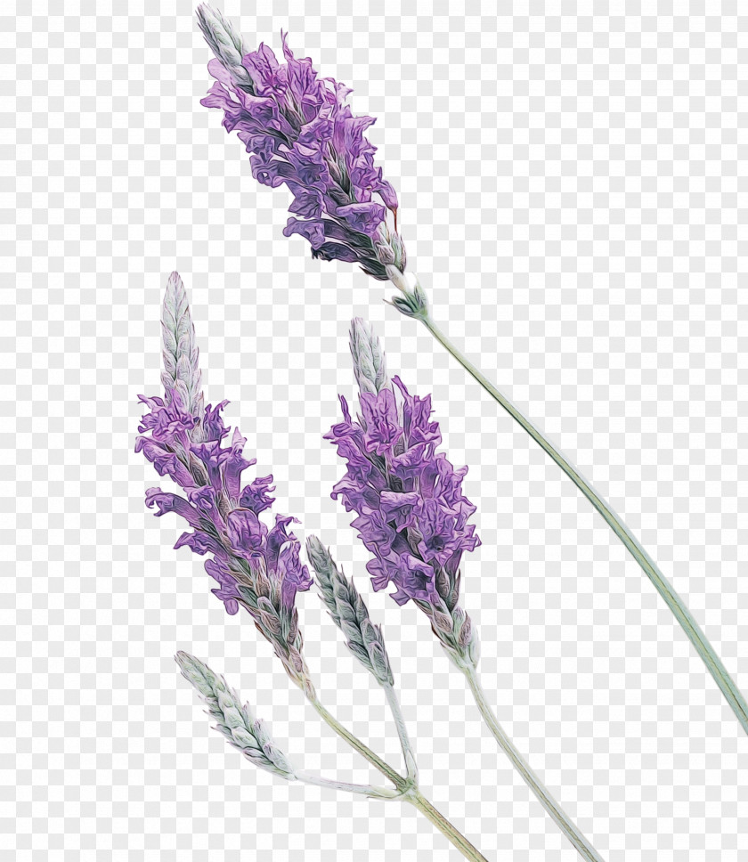 Perennial Plant Grass Purple Watercolor Flower PNG