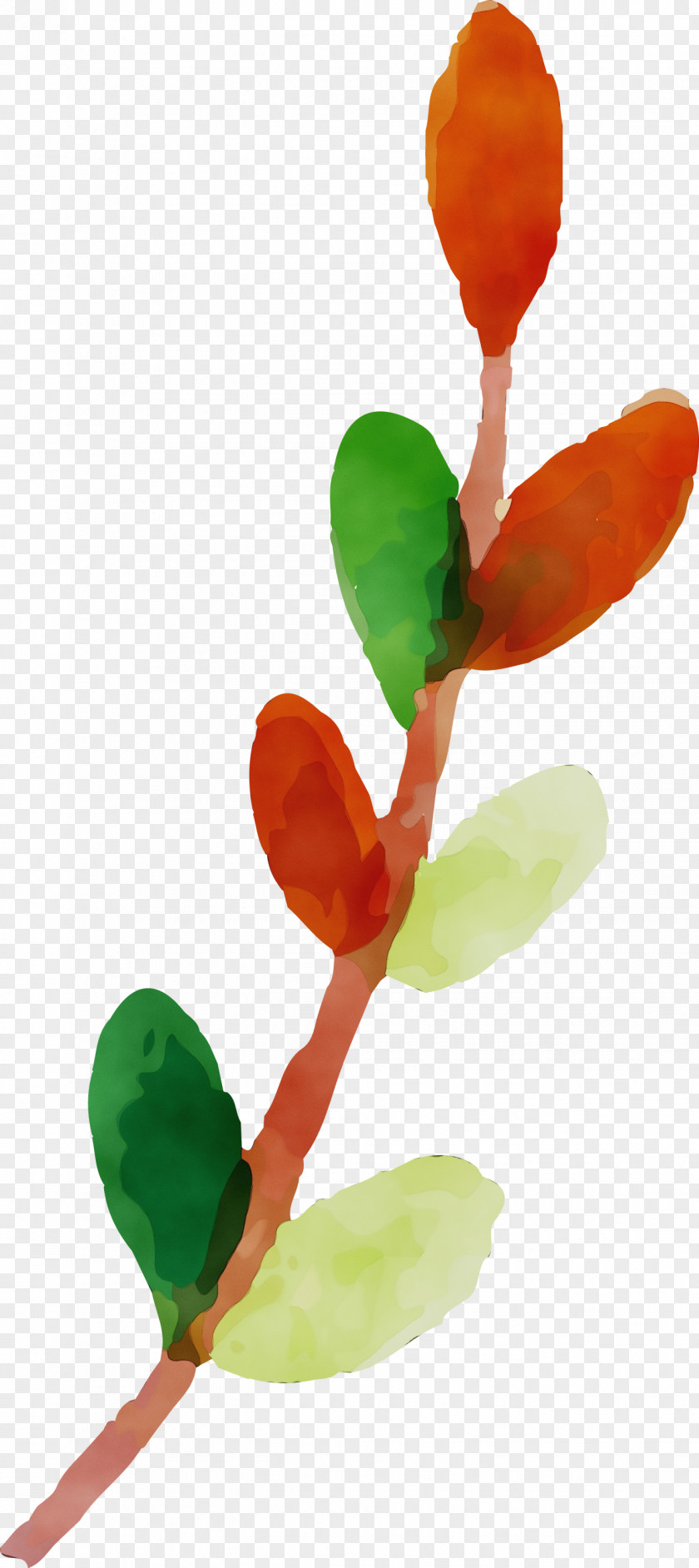 Plant Stem Leaf Bud Plants Structure PNG