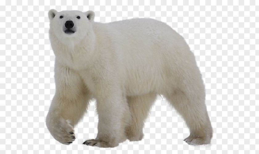Tatty Bear Polar Grizzly Clip Art PNG