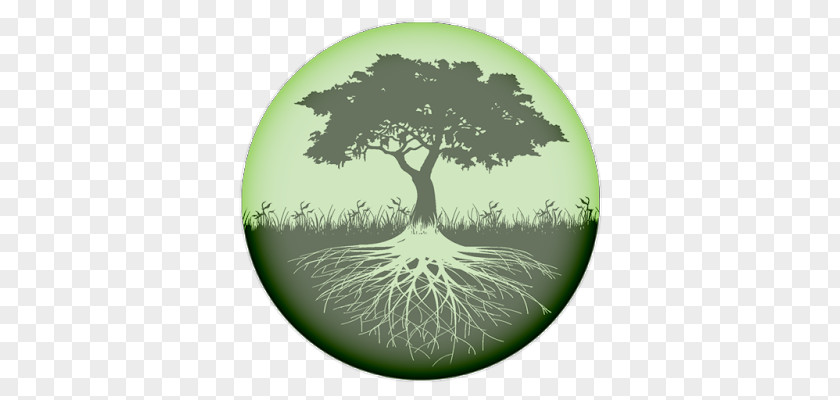 Tree Of Life Root PNG