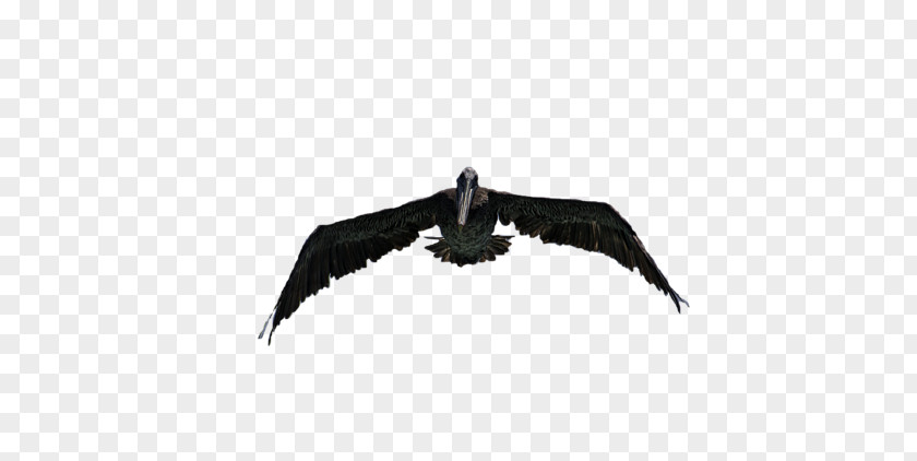 Zina Eagle Vulture Beak PNG