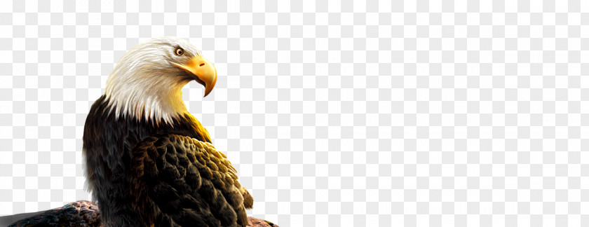 Eagle Bald Bird Stock Photography Beak PNG