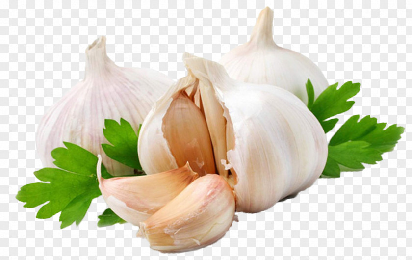 Garlic Press Shallot Vegetable Alternative Health Services PNG