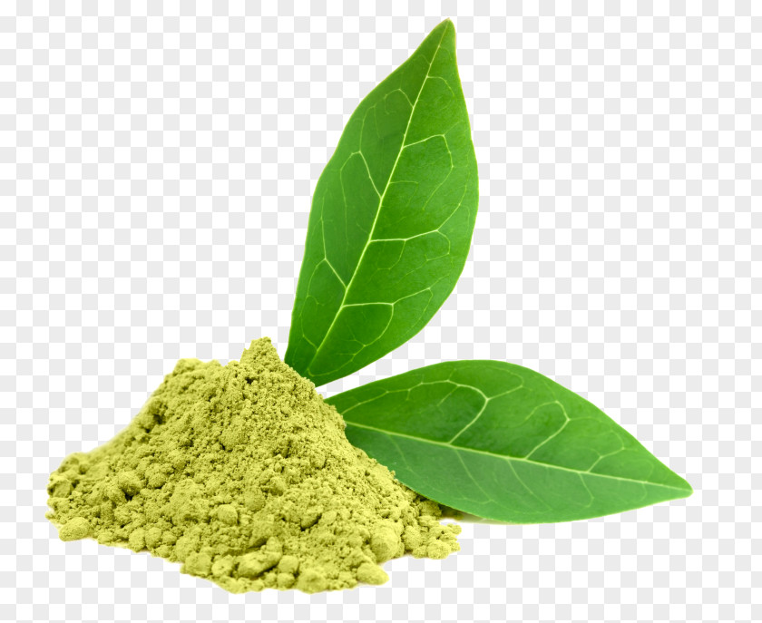 Green Tea Matcha Dietary Supplement Epigallocatechin Gallate PNG