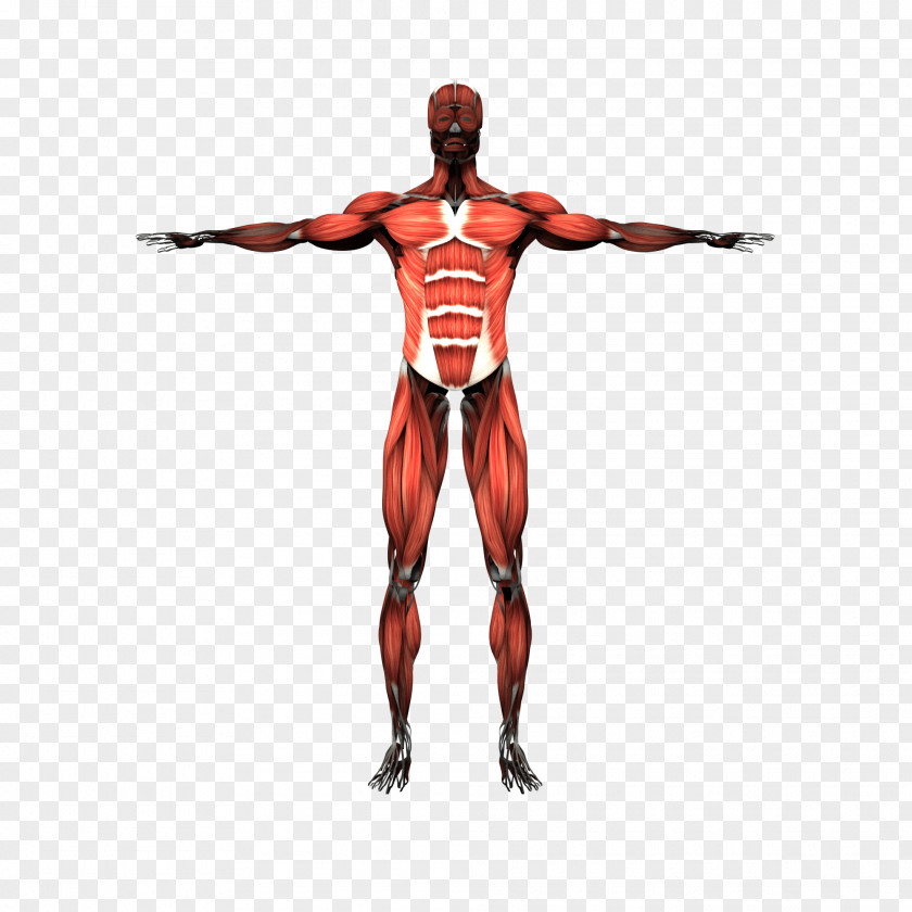 Muscular Man System Skeletal Muscle Human Body Skeleton PNG