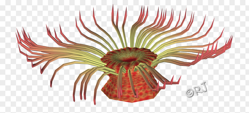 Sea Anemone Flowering Plant Eyelash PNG