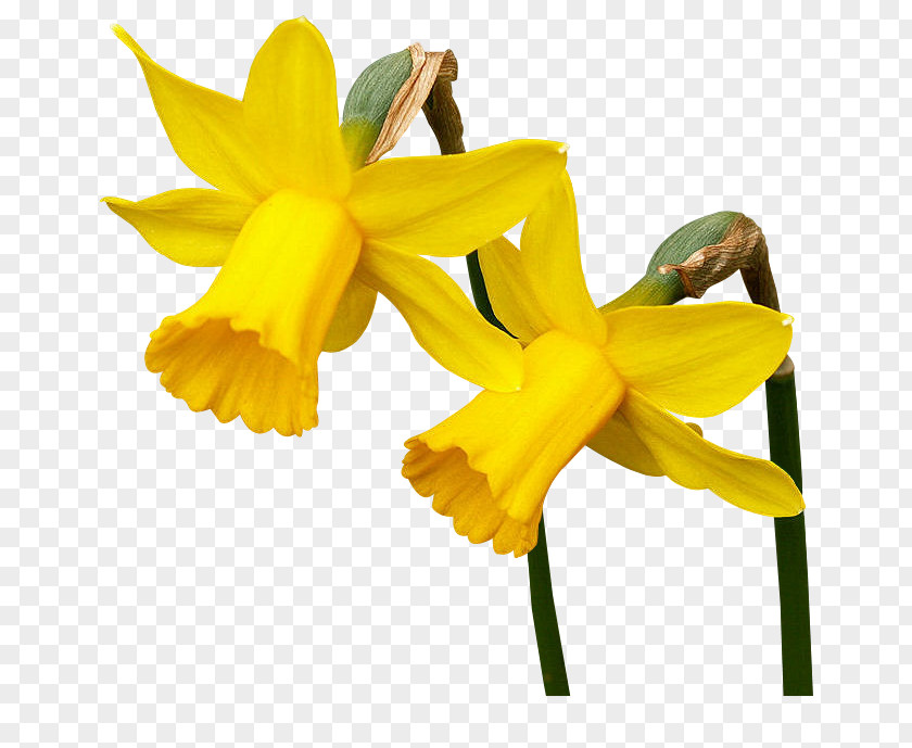 Flower Daffodil Blog Clip Art PNG