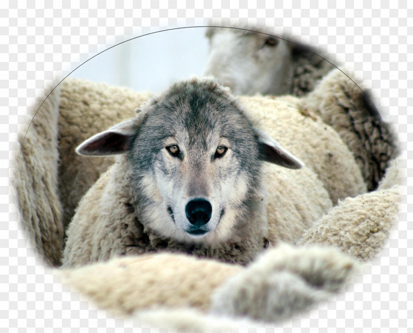 Grow Old Together Wolf In Sheep's Clothing Goat Milk Gray PNG