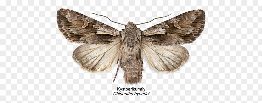 Silkworm Moth Brush-footed Butterflies IPhone Naver Blog PNG