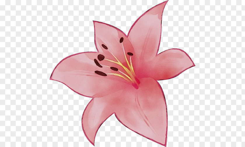 Daylily Lily Family Petal Pink Flower Plant PNG