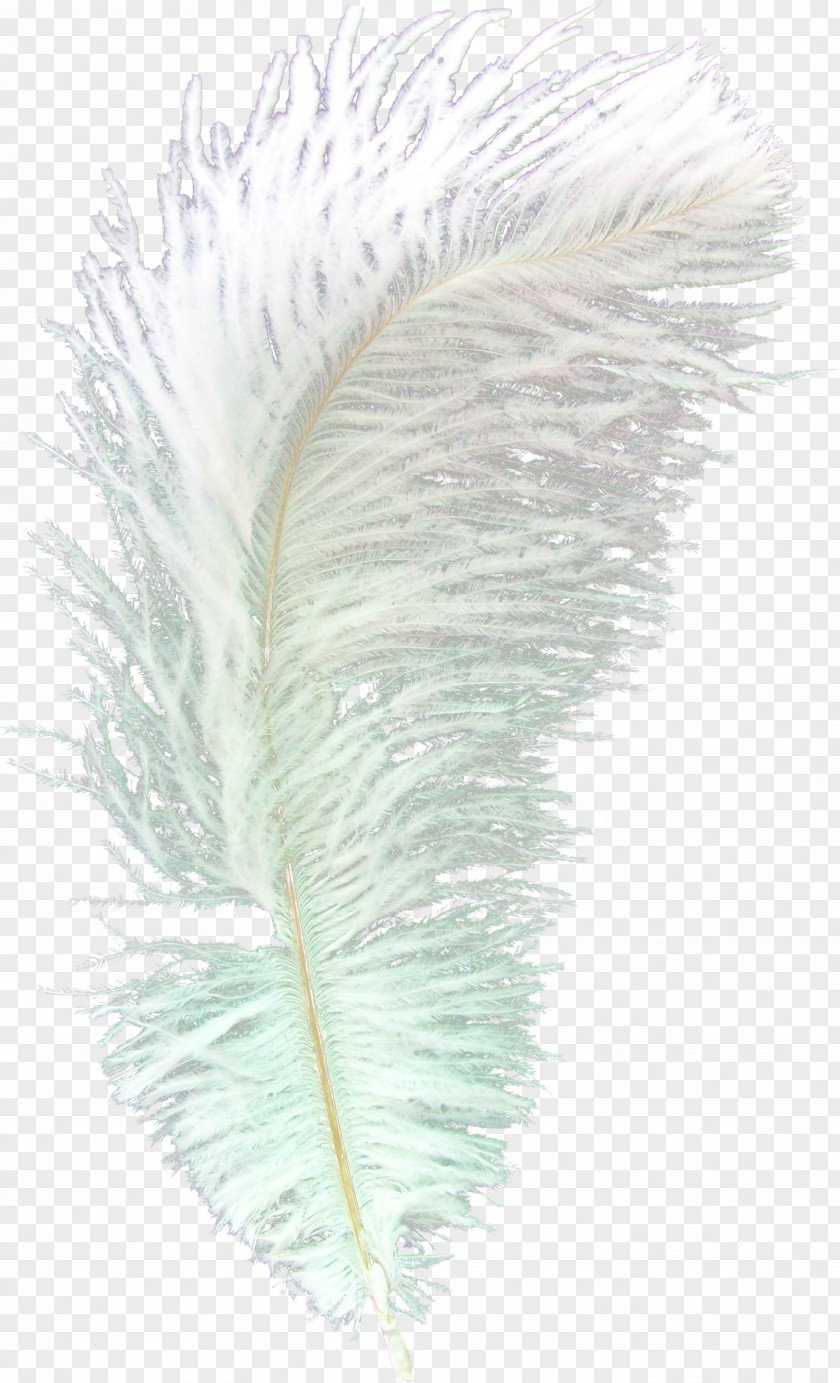 Feather Asiatic Peafowl Bird PNG