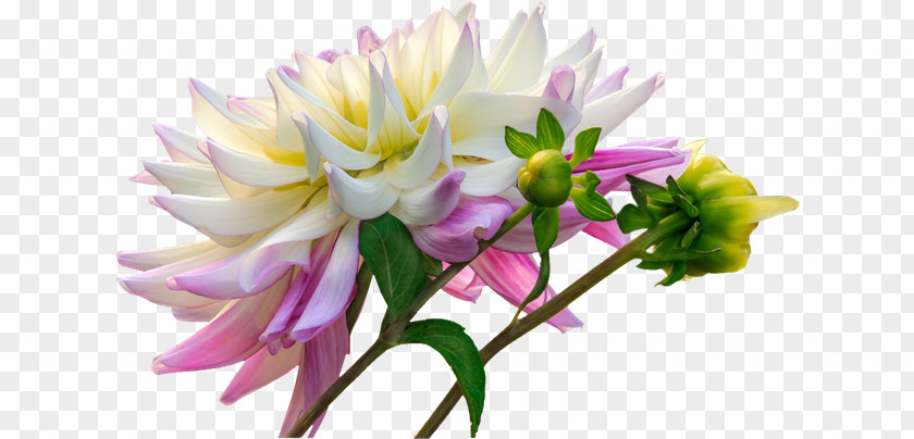 Flower Dahlia Cut Flowers Plants PNG