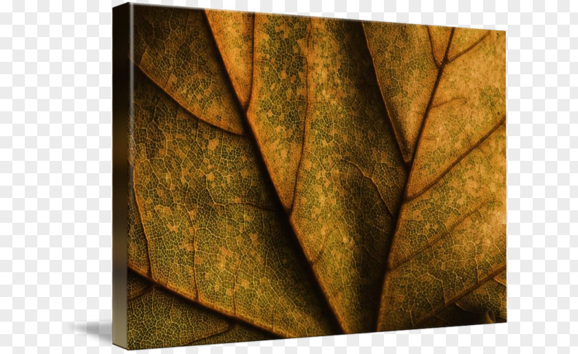 Leaf Gallery Wrap Canvas Art Imagekind PNG