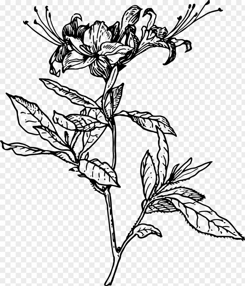 Azalea Shrub Flower Clip Art Line Illustration Rhododendron PNG