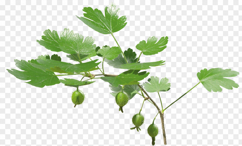 Leafs Stock Photography Leaf Parsley Twig PNG
