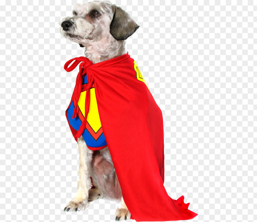 Puppy Halloween Costume Pet Boston Terrier PNG