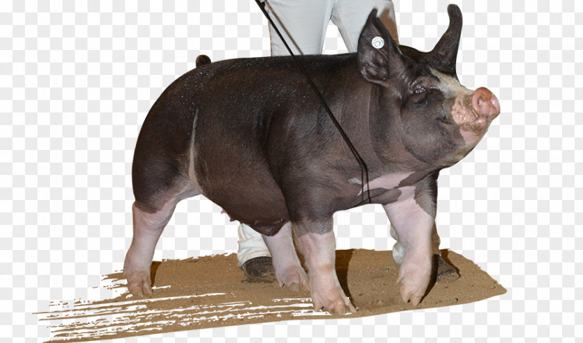 Boar Domestic Pig Snout Dog Breed PNG